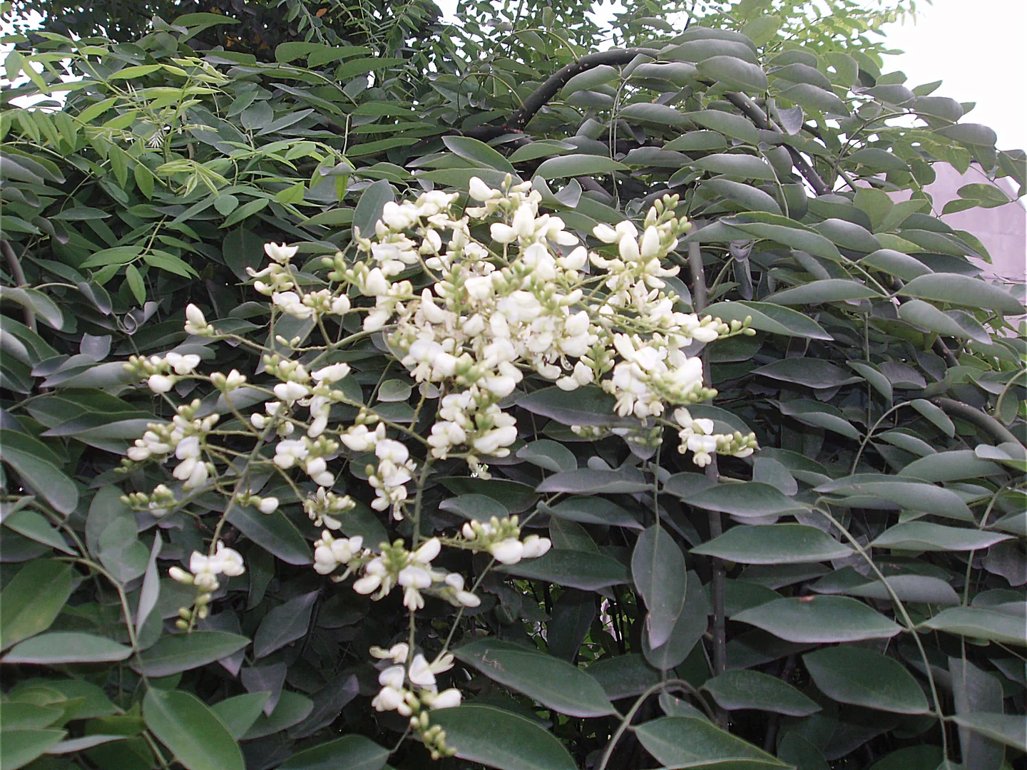 White Sophora flowers, a botanical source associated with rutin ingredients